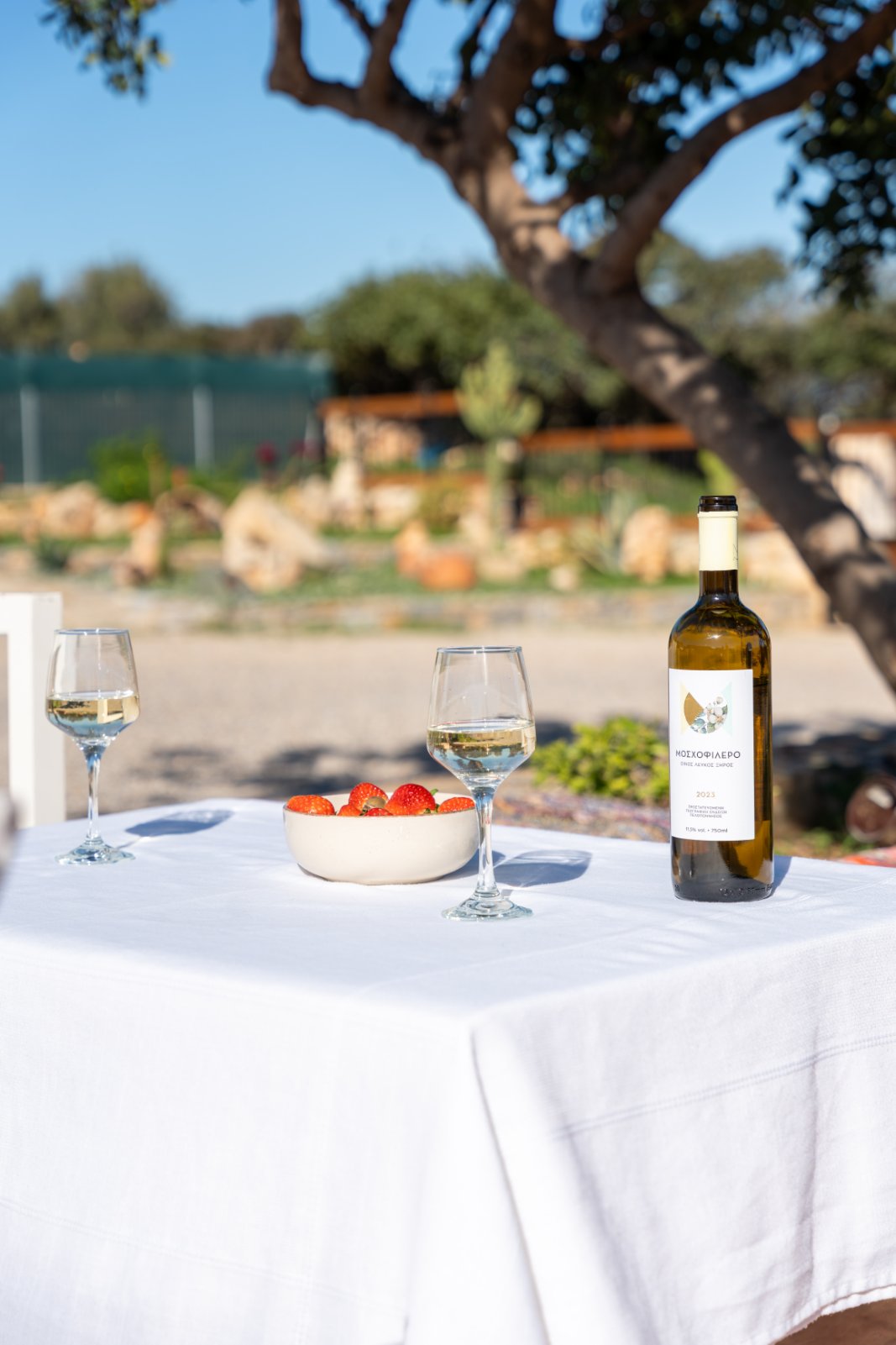 Wine and strawberries under the olive tree